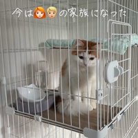 ケージの中にいる猫
