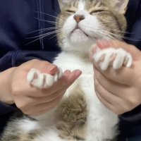 飼い主さんにされるがままのミックくん
