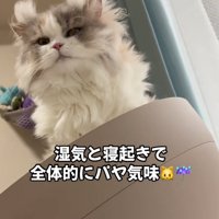 見下ろす猫