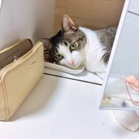 鏡の裏に寝転がって、飼い主を見つめる猫