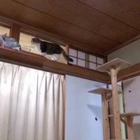 高い場所で対面する猫2匹
