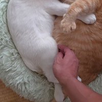 くっついている2匹の猫