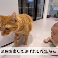 歩き出す猫