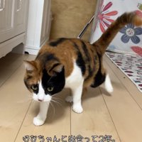 歩いている猫