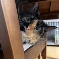 イスでくつろぐ猫