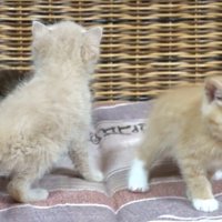 ソファの上