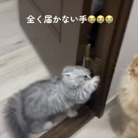 前足をあげる子ネコ