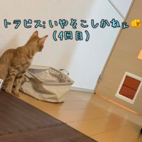 驚いている猫