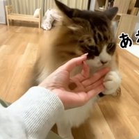 飼い主さんの手をクンクンするぽこまるさん