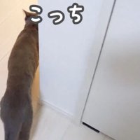 案内しはじめたハムちゃん