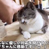座ってなでられている大人猫