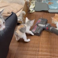 掃除機を見ている子猫