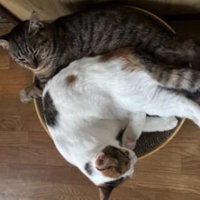 室内にいる猫