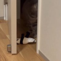 後ろを向くメルくん