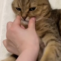 ひげ袋を触られるミヌエット