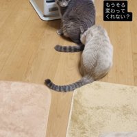 ストーブに並ぶグレートラ猫とシャムトラ猫
