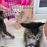 キジトラと茶トラの子猫