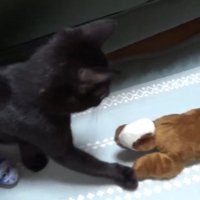 おもちゃを見ている猫