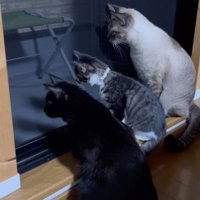窓から下を覗き込んでいる3匹の猫