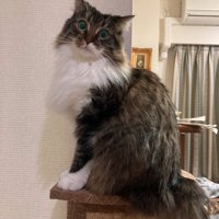 キャットタワーの上に登る猫