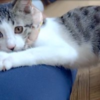 我に帰る猫