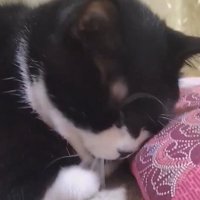 座布団の前に座る猫