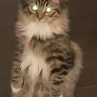 目を光らせる猫