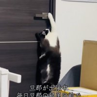 旦那さんの部屋のドアノブに前足を伸ばす保護猫