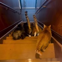 階段を降りる猫の後ろ姿