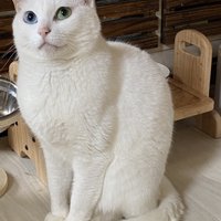 美しく成長した白猫がしっぽを巻いて座る姿