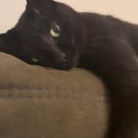 カウチに頭を乗せてリラックスする猫