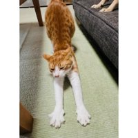 室内にいる猫