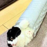目を見開く猫