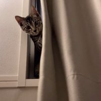 カーテンで遊ぶ猫