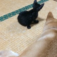 畳の上でくつろぐ子猫と犬