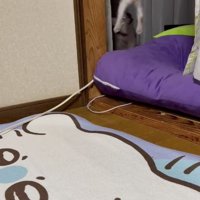 ジャンプしている子猫の後ろ姿