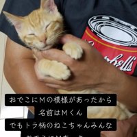 抱っこされる子猫