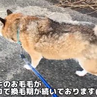 テロップ「柴犬リキの～」