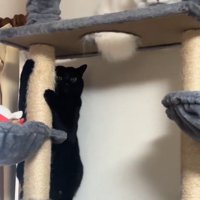 キャットタワーの上でじっと動かない2匹の猫