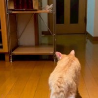 家の中を歩く猫
