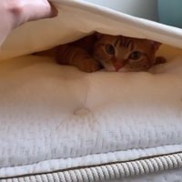 お布団をめくる手とお布団の中にいる猫