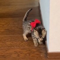 胴体にリボンをつけた子猫