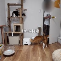 猫がいる部屋に入ってくる女性