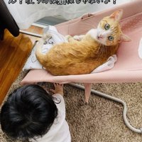 椅子でくつろぐ茶白猫とその様子を見る赤ちゃん