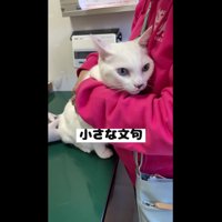 遠い目のハクくん