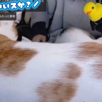 飼い主のそばにやってきた茶白猫