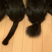4匹の猫の尻尾