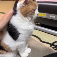 なでられる猫