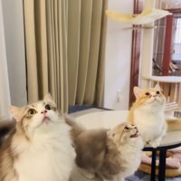 テーブルの上でごはんを待つ2匹のミヌエットとマンチカン