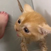 お風呂を嫌がる子猫